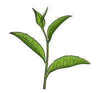 GREEN TEA ACTIVES (L-THEANINE)-200mg