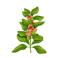 ASHWAGANDHA (KSM-66@)-800mg
